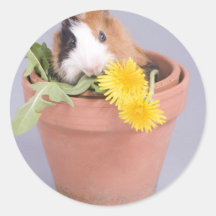 guinea pig in a flowerpot stickers
