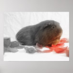 Guinea Pig Love Posters
