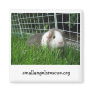 Guinea Pig magnet