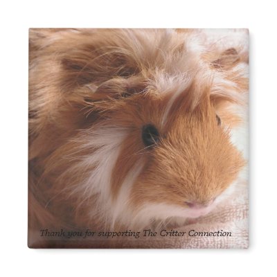 Guinea Pig Magnet #1 by ctguineapigs