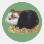 Guinea Pig Pet Round Sticker