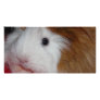 guinea pig personalized photo card