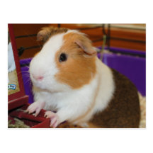 Guinea Pig Post Card