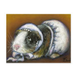 Guinea pig
