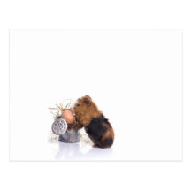guinea pig postcard