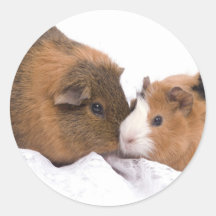 guinea pig round stickers