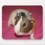 Guinea Pig With Bow 2