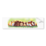 Guinea Pigs bumper stickers