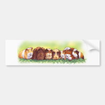 Guinea Pigs Bumper Sticker