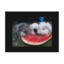 guinea pigs eatting watermellon post card