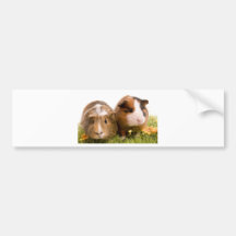 guinea pigs on a lawn autocollants pour voiture