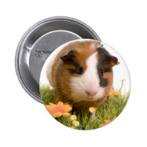guinea pigs on a lawn badge