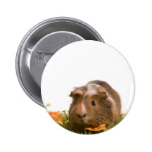 guinea pigs on a lawn badge avec agrafe