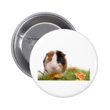 guinea pigs on a lawn badges avec agrafe
