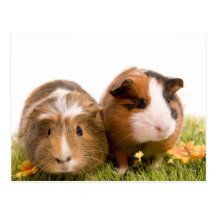 guinea pigs on a lawn cartes postales
