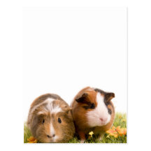 guinea pigs on a lawn cartes postales