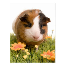 guinea pigs on a lawn cartes postales