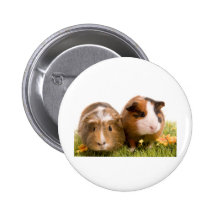 guinea pigs on a lawn pin's