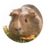 guinea pigs on a lawn autocollants