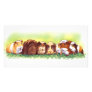 Guinea Pigs Photo Card