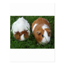 Guinea Pigs Post Card