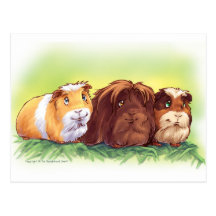 Guinea Pigs Postcard