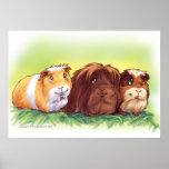 Guinea Pigs Poster