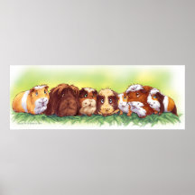 Guinea Pig Posters