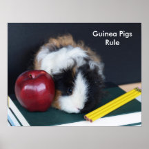 Guinea Pigs Rule Poster