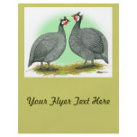 Guineas:  French flyers