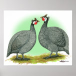 Guineas:  French Print