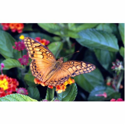 Gulf fritillary butterfly, Mexico Photo Cut Outs