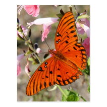 Gulf Fritillary Butterfly Postcard
