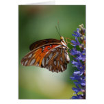Gulf Fritillary Macro cards