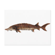 Gulf Sturgeon - Acipenser oxyrinchus desotoi Post Card
