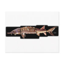 Gulf Sturgeon - Acipenser oxyrinchus desotoi Post Cards
