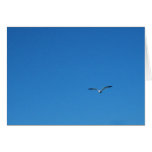 Gull