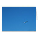 Gull cards