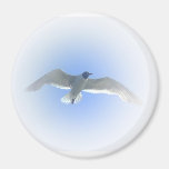 Gull in Flight 2 Magnet