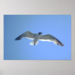 Gull in Flight Print