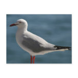 gull postcards
