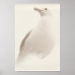 Gull posters