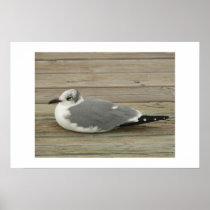 Gull. posters