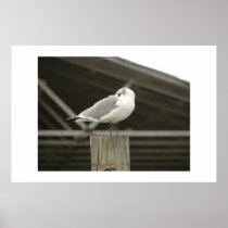 Gull. posters