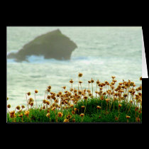 GULL ROCK cards