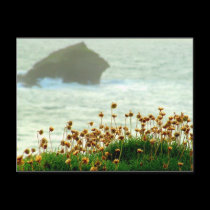 Gull Rock postcards