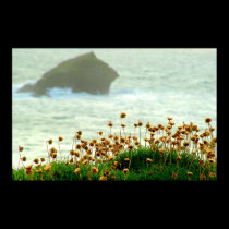 GULL ROCK posters