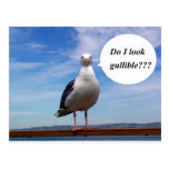 gullible seagull postcard