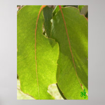 Gum Leaf Poster