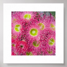 Gum Tree Flowers Poster
